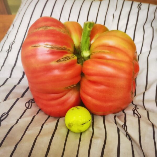 D Smith 6.11 pound Tomato