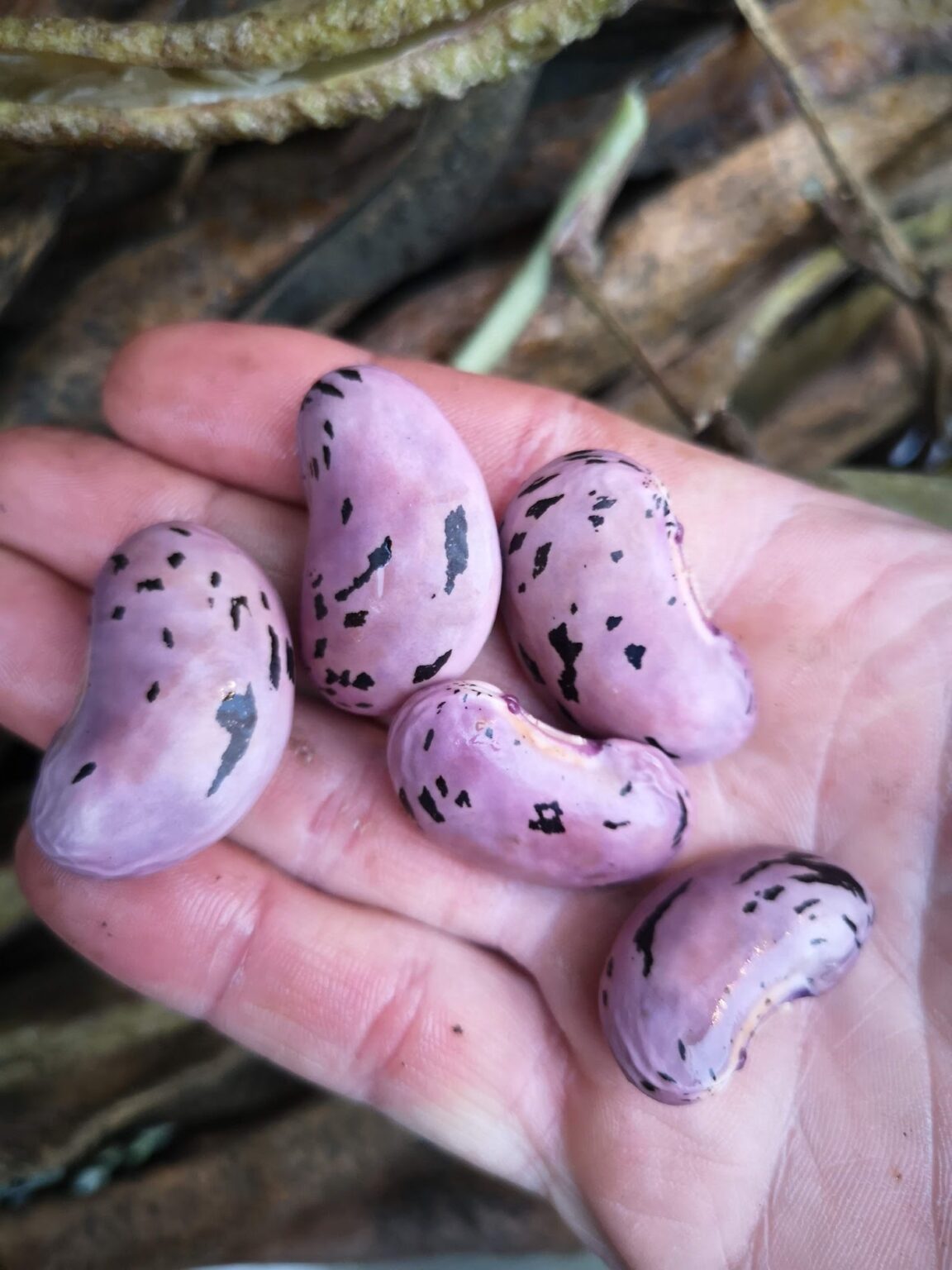 Long Runner Bean seeds
