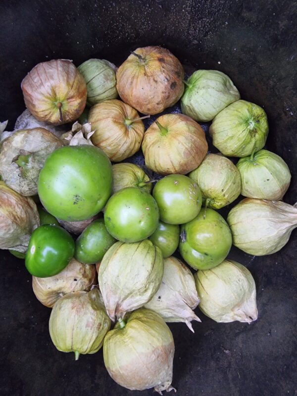 Giant Tomatillo