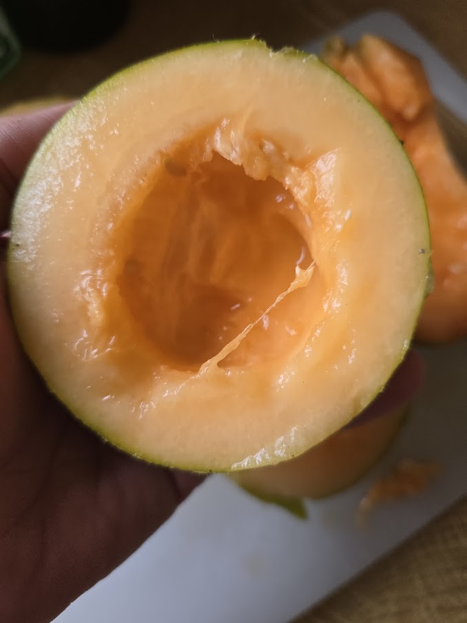 Midget Melon Seeds UK - Sweet Miniature Melons - Image 2