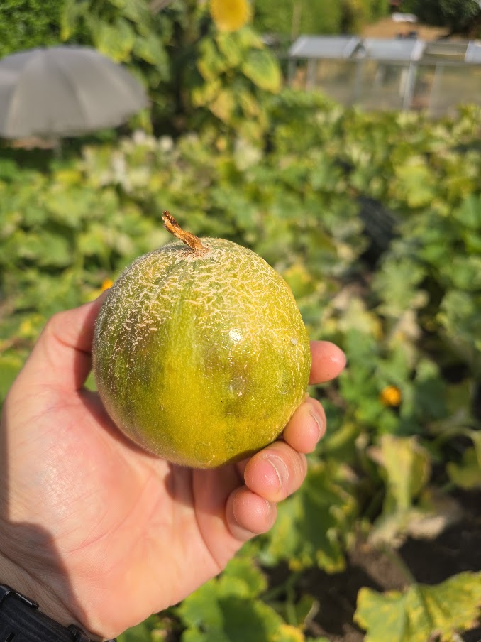 Midget Melon Seeds UK - Sweet Miniature Melons