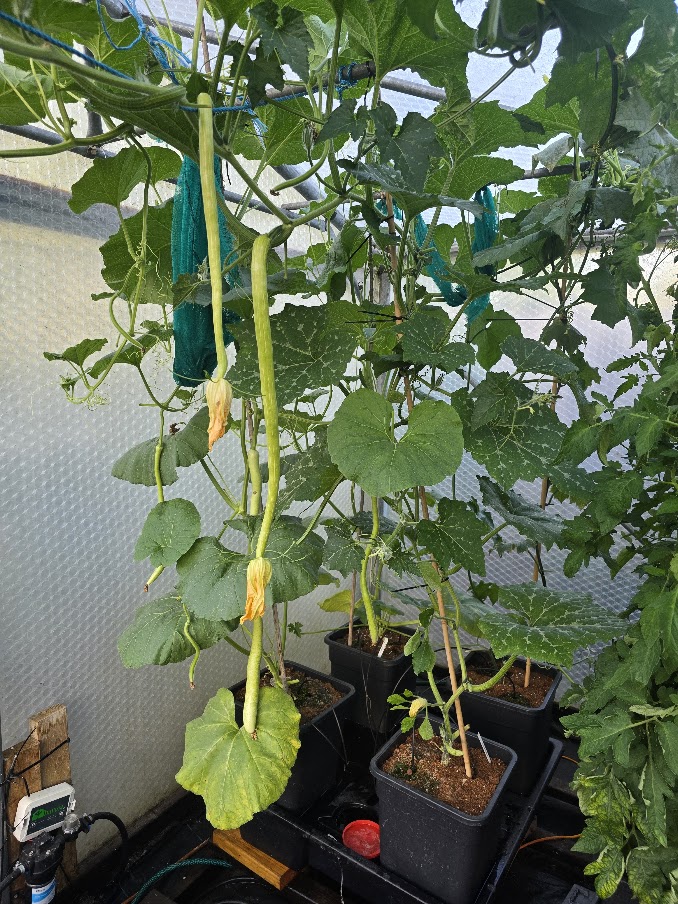 Giant Trombonchino - Image 2